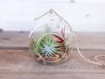 can-i-put-my-air-plant-on-rocks
