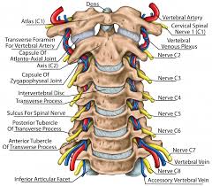 The uterus is a muscular female organ located in the pelvis. Cervical Spine Anatomy Neck