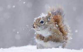 Bildresultat för animales de invierno