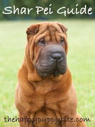 Shar Pei Dog Breed Guide Checking Out Their Pros And Cons