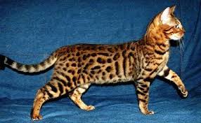 Bengal cats can cost a thousand dollars (usd) or more. 10 Most Expensive Pets Hello Travel Buzz