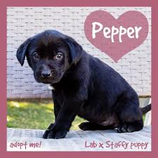 This will normally be a purebred dog from another breed, such as a dachshund or a labrador. Pepper Sweet Lab X Staffy Puppy On Trial 10 9 1 Medium Female Labrador X Staffy Mix Dog In Nsw Petrescue