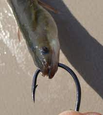 fishing with live eels for Sale OFF 78%