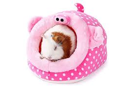the 9 best guinea pig toys of 2023