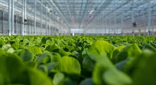 largest lettuce greenhouse