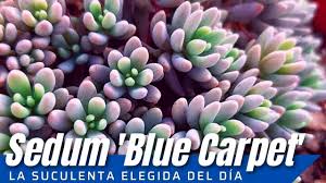 sedum hispani blue carpet