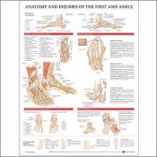 Injuries Of Foot Ankle Anatomical Chart Charts Model Ebay