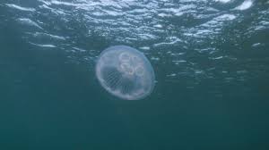 Moon Jellyfish The Wildlife Trusts