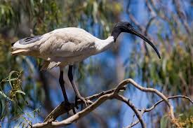 File:Australian white ibis in tree.jpg - Wikimedia Commons