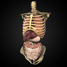 Anatomy rigged torso includes fully rigged and animated skeleton torso with digestive and respiratory systems! Human Anatomy Study Torso 3d Model