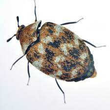 varied carpet beetle alchetron the