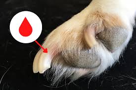 how to clip dog s nails at home jim s