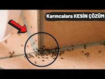 evdeki-karıncalara-kesin-çözüm-nedir