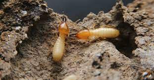 drywood vs subterranean termites
