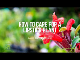 how to care for a lipstick plant you