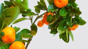 sweet orange tree care
