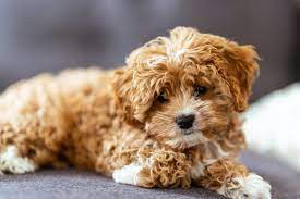 cavapoo puppies cute and cuddly