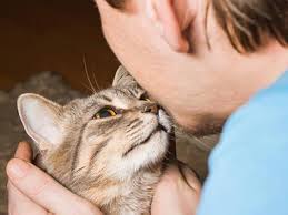 A urinary tract infection can cause your cat to urinate while standing, confusing the act with spraying. Why Do Cats Bump Heads How Cats Show Love Petmd