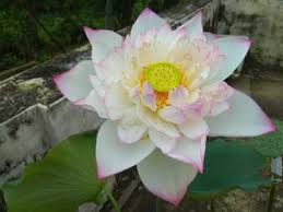 Lotus Lots And Lots Kochi News