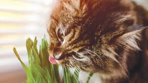 Toxic Plants And Your Cat S Health