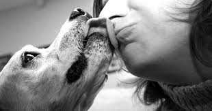 sanitary to let a dog lick your face