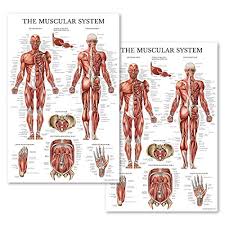 Set Of Two Muscular System Anatomical Posters Laminated Muscle Anatomy Charts 2 Poster Set 18 X 27