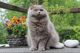 british longhair cat breed information