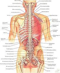 Stress fracture treatment symptoms u0026 causes. Amazon Com Human Back Bones Diagram Poster 28 Inch X 24 Inch 16 Inch X 13 Inch Posters Prints