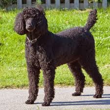 is the standard poodle the best dog for