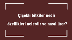 çiçekli-bitkiler-nelerdir