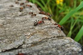 infestation de fourmis