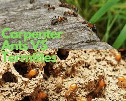 identifying carpenter ant vs termite