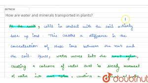 How are water and minerals transported in plants?