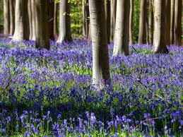 Belgian Bluebells A Balm For The Soul