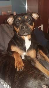 If you are looking for information and guidance on the care of staffies. Dog Handling Tips Bella 2 Year Old Female Rottweiler Cross Staffordshire Bull Terrier
