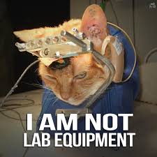 Why Animal Testing is Wrong