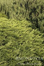 juniper calgary carpet thetreefarm com