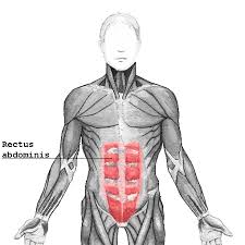 Segmental motor nerve diagram 33. Rectus Abdominis Muscle Wikipedia
