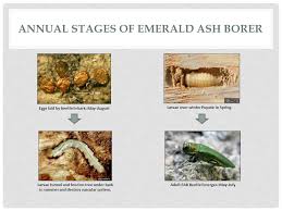 And Its Impacts Emerald Ash Borer What Does An Ash Tree Look Like