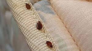 How To Find Bed Bugs During The Day 5