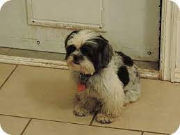 Our puppies are socialized with other dogs of different ages as well as young children. Oklahoma City Ok Shih Tzu Meet Joy A Pet For Adoption