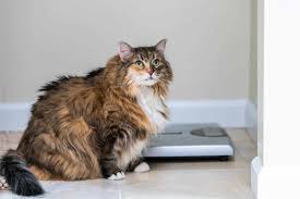 how much should cats weigh how to keep