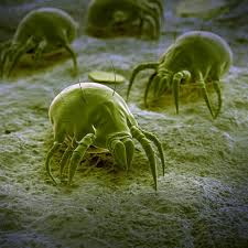 what do dust mites look like and more