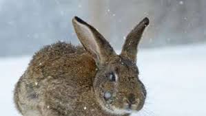 Ein hase ist im roten haus. Gesunde Kaninchen Im Winter Nicht Ins Haus Holen Tiere