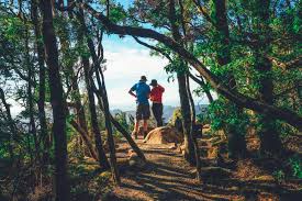Trekkers senderismo en el bosque de tasmania, australia. | Foto Premium