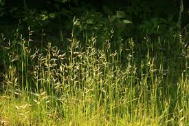 Danthonia spicata - Michigan Flora
