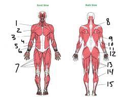 The muscles that affect the knee's movement run along the thigh and calf. Major Muscles Of The Body Diagram Quizlet