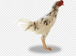 Ayam ninja ori (pamagon) adalah jenis ayam terbaik paling dicari saat initerimakasih sudah berkunjungjika anda suka dan ingin mendapatkan update video. Ayam Png Images Pngwing