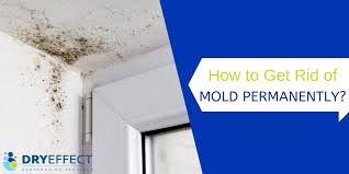 prevent mold growth how to get rid of