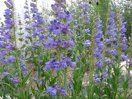 Its coverage is limited to the rocky mountain flowers: Penstemon Strictus Rocky Mountain Penstemon 1 Gallon Beautiful Flowers Purple Flowers Wild Flowers